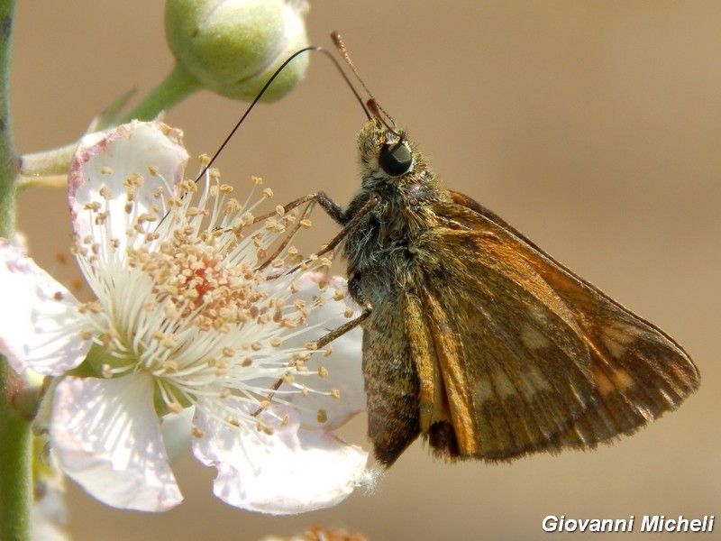 Hesperia comma?